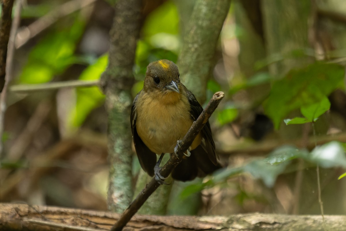 Black-goggled Tanager - ML641370530