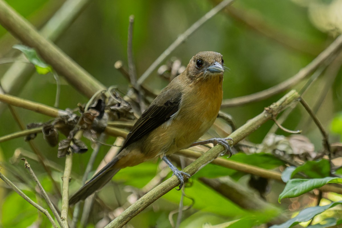 Black-goggled Tanager - ML641370531