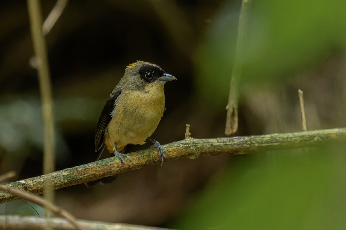 Black-goggled Tanager - ML641370532