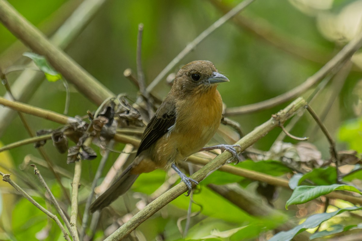 Black-goggled Tanager - ML641370533