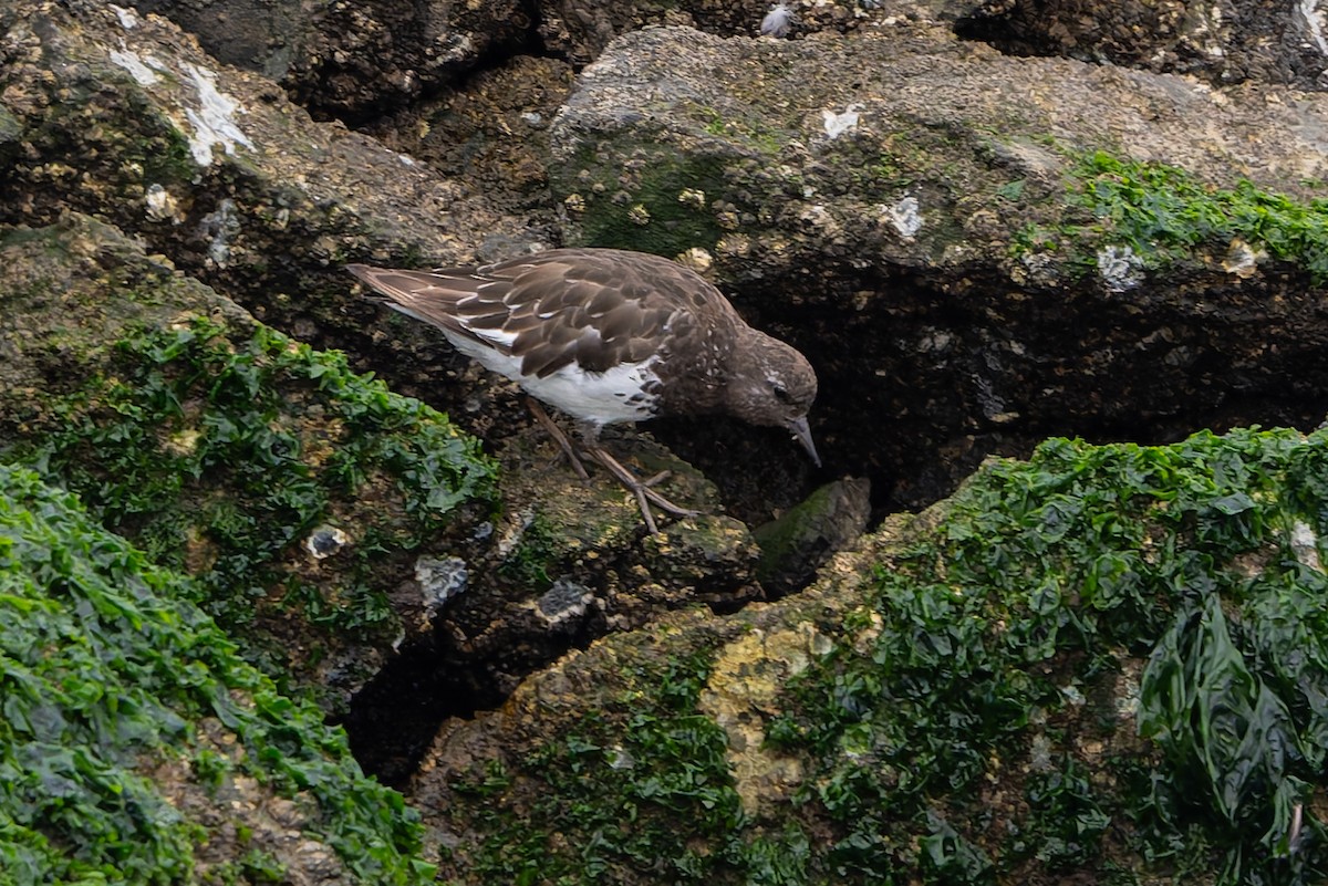 Black Turnstone - ML641370547