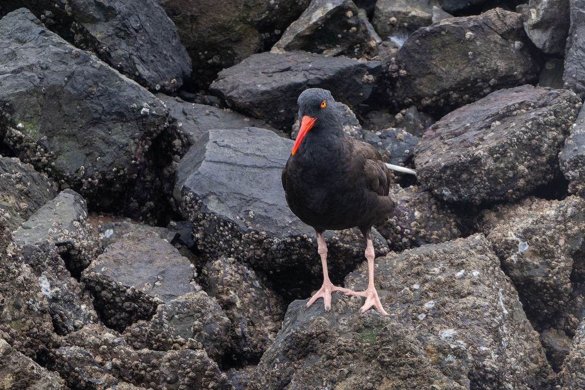 Black Oystercatcher - ML641370560