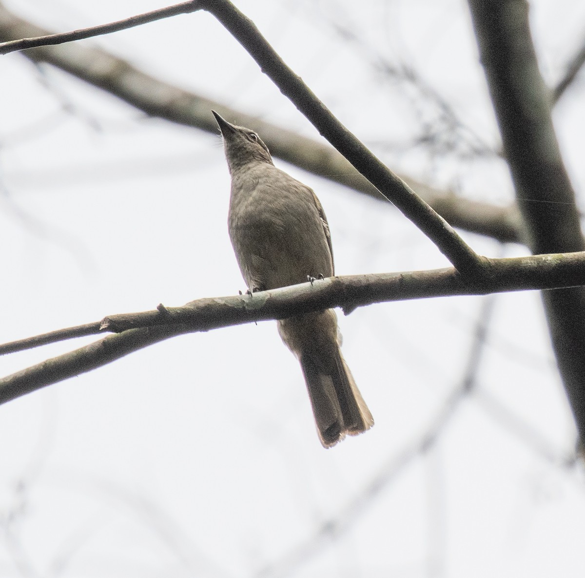 Slender-billed Greenbul - ML641370617