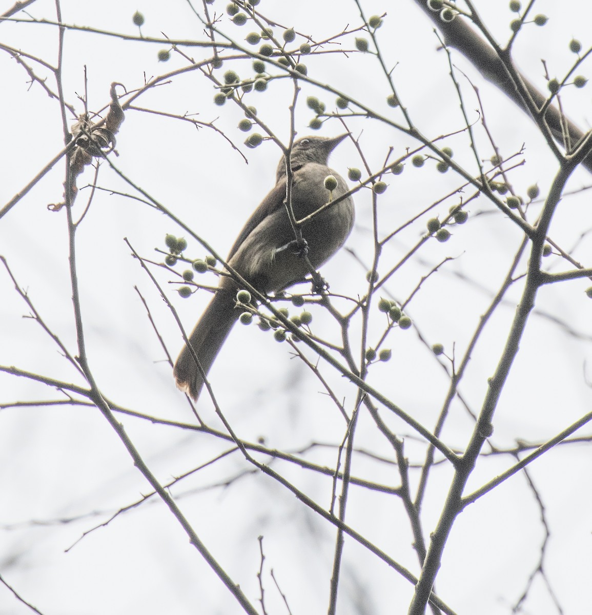 Slender-billed Greenbul - ML641370618