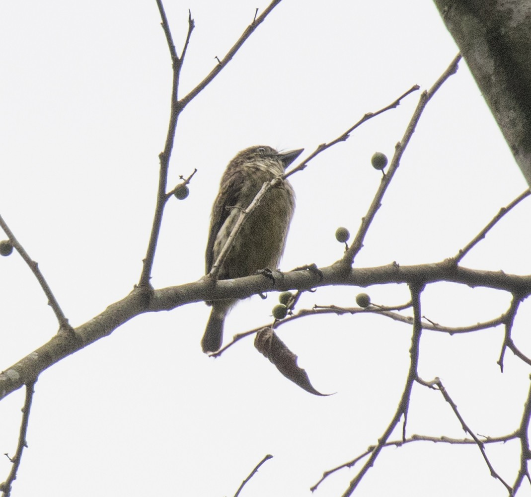 Speckled Tinkerbird - ML641370619