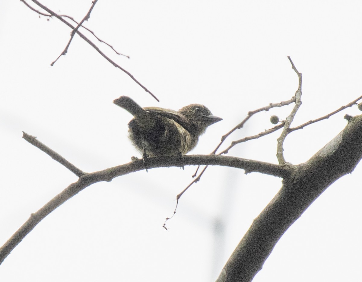Speckled Tinkerbird - ML641370621