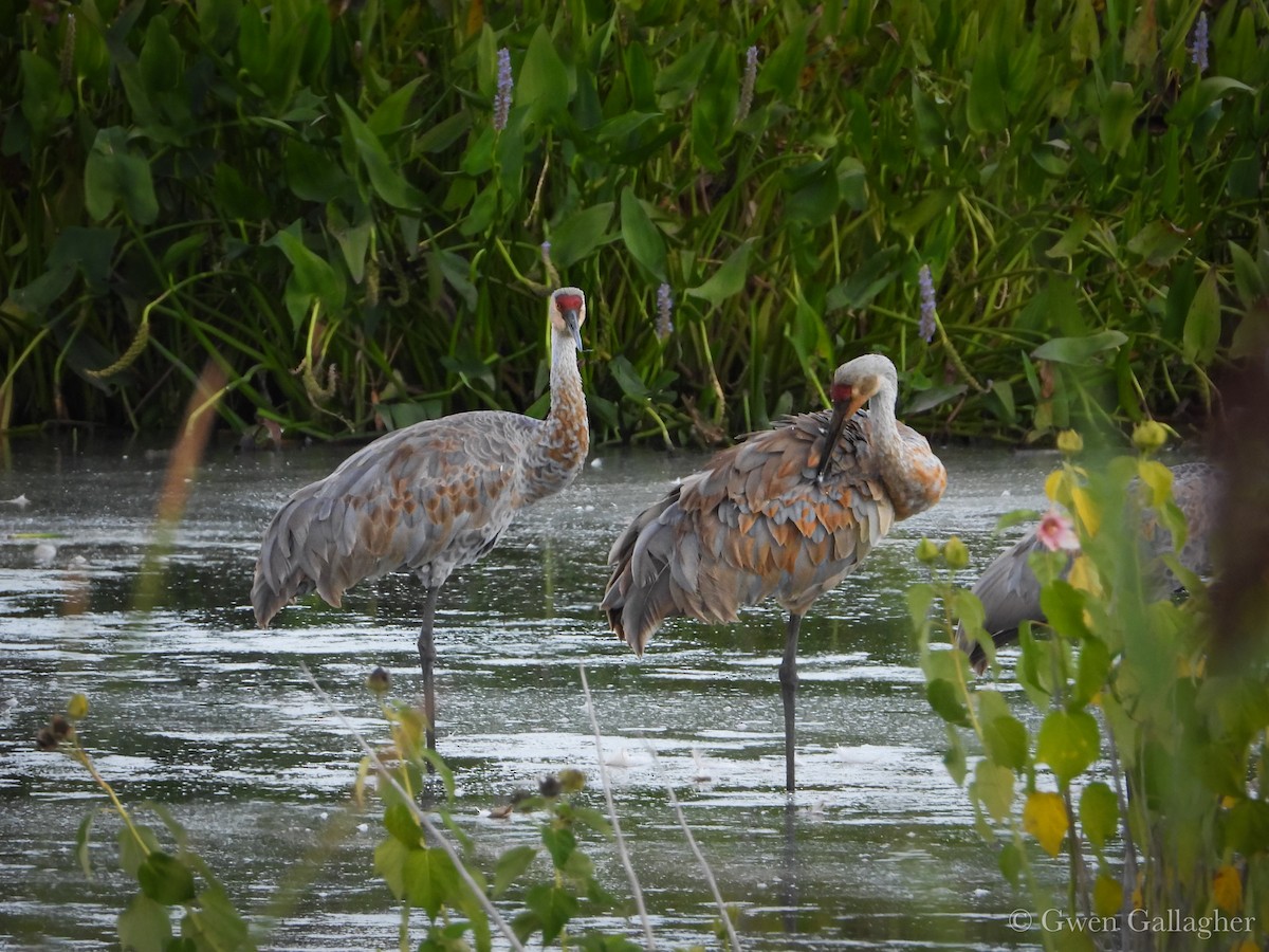 Sandhill Crane - ML641370625