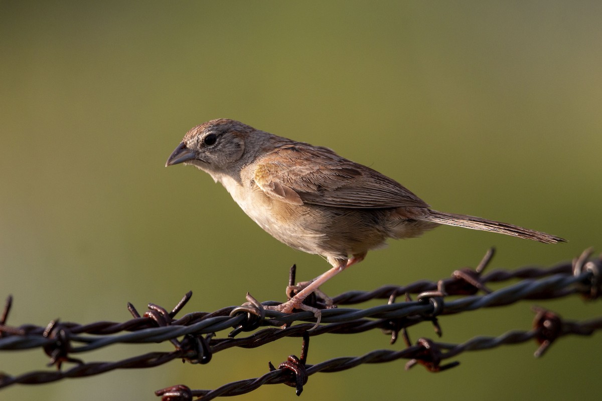 Botteri's Sparrow - ML641370638