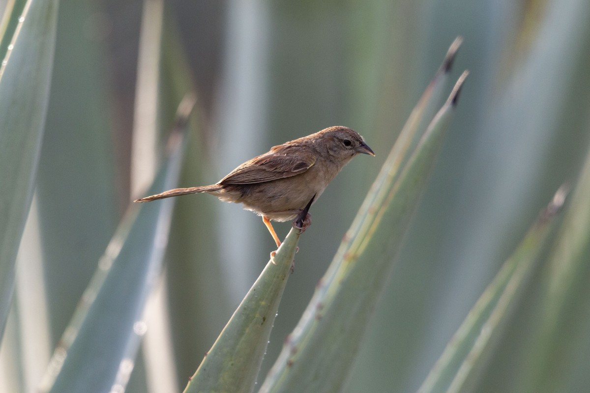 Botteri's Sparrow - ML641370639