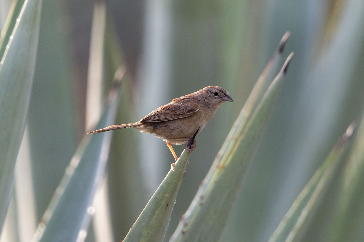 Botteri's Sparrow - ML641370640