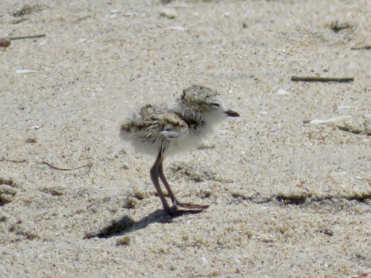 Snowy Plover - ML641370648