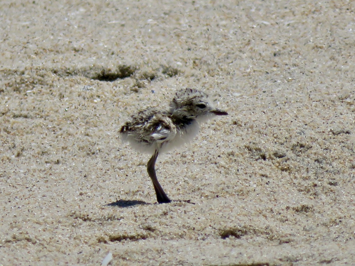 Snowy Plover - ML641370649