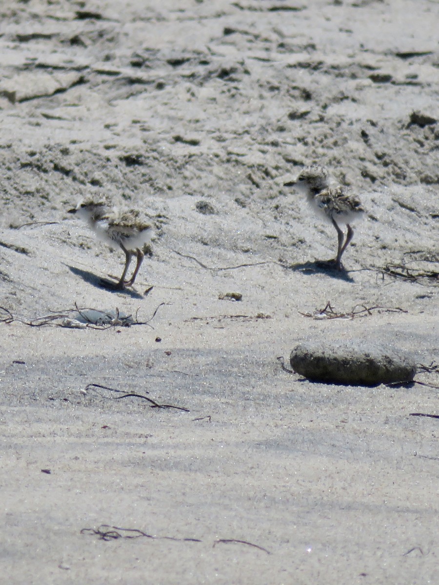 Snowy Plover - ML641370650