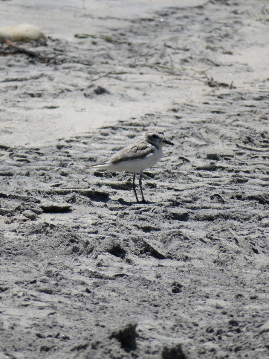 Snowy Plover - ML641370651
