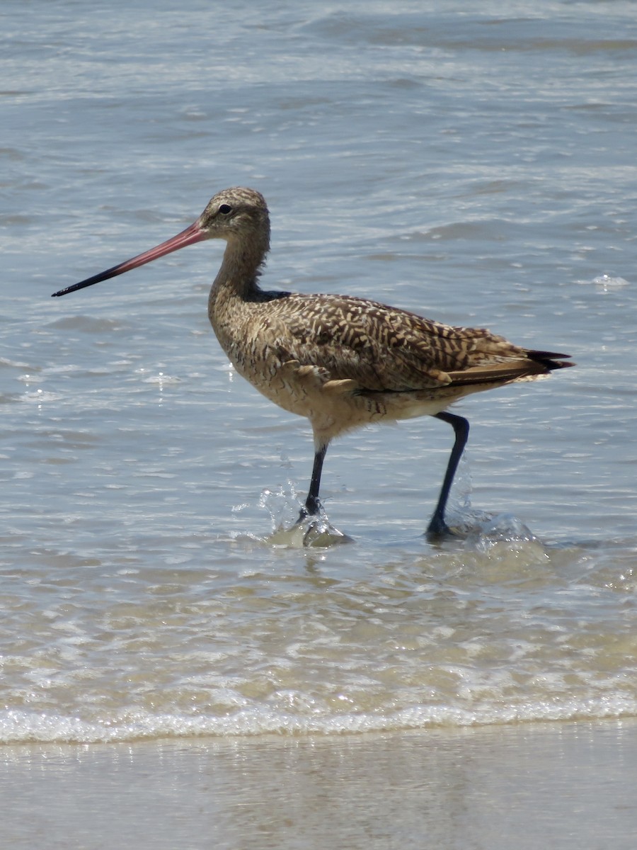 Marbled Godwit - ML641370659