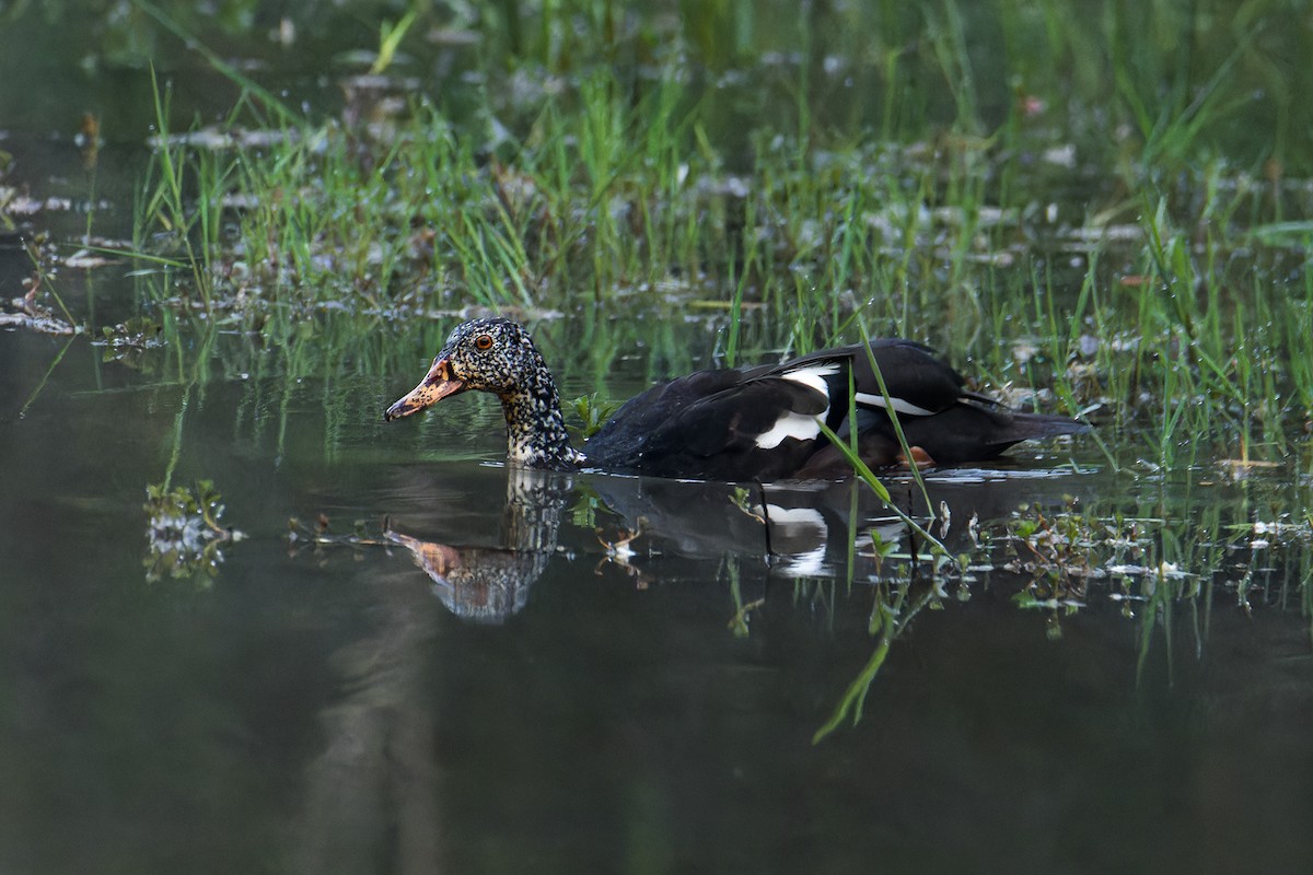 White-winged Duck - ML641370664