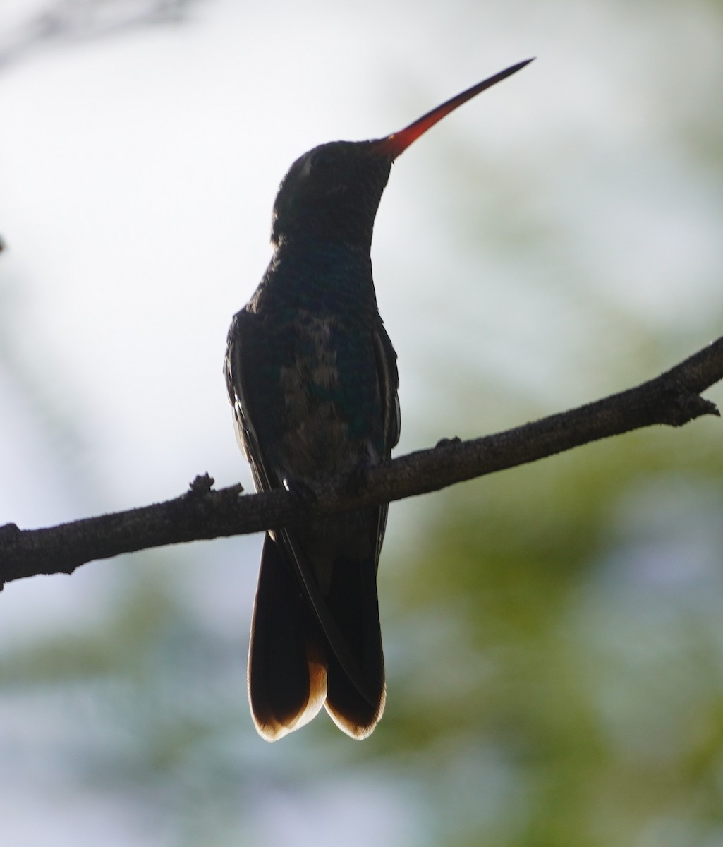 Colibri circé - ML641370677
