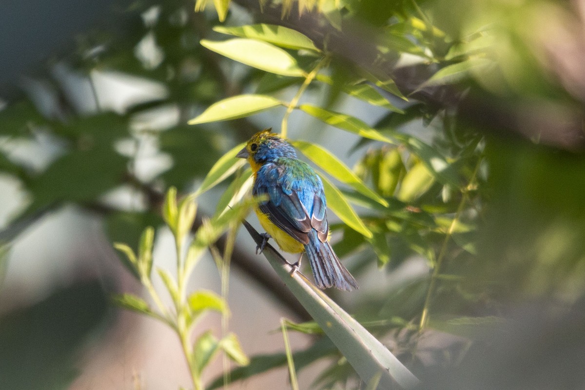 Orange-breasted Bunting - ML641370687