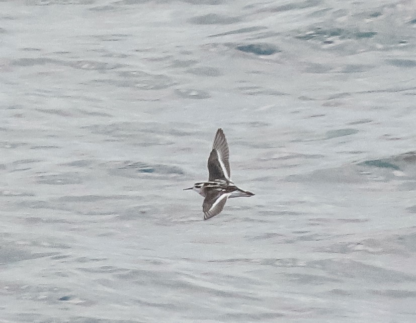 Нарийн сэлээхэй - ML641370700