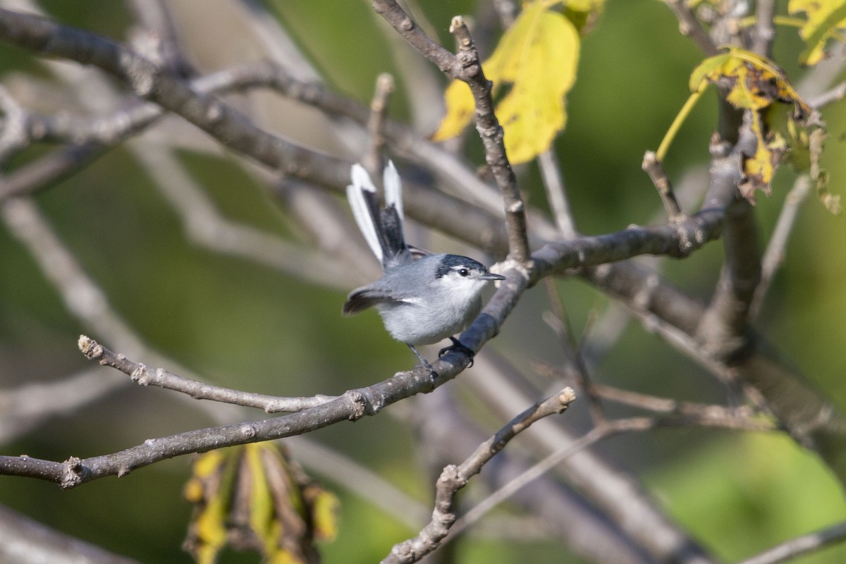 White-lored Gnatcatcher - ML641370705