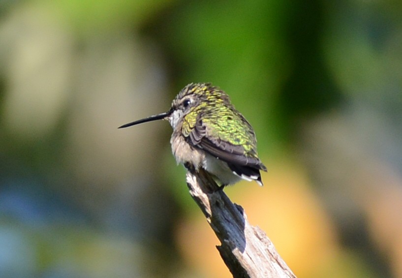 Ruby-throated Hummingbird - ML641370713