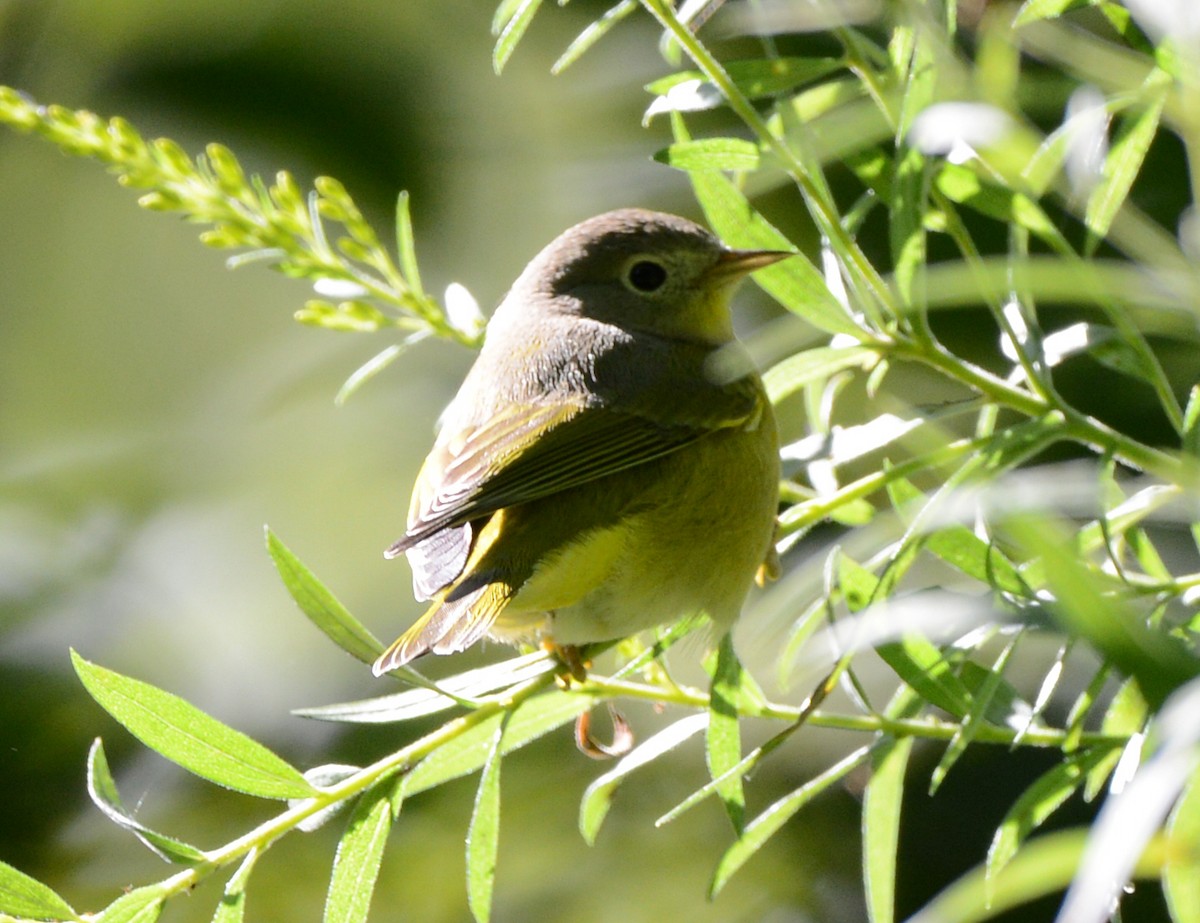 Nashville Warbler - ML641370746