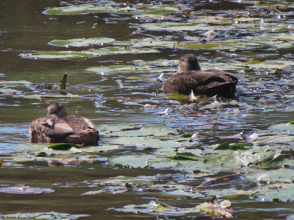American Black Duck - ML641370750