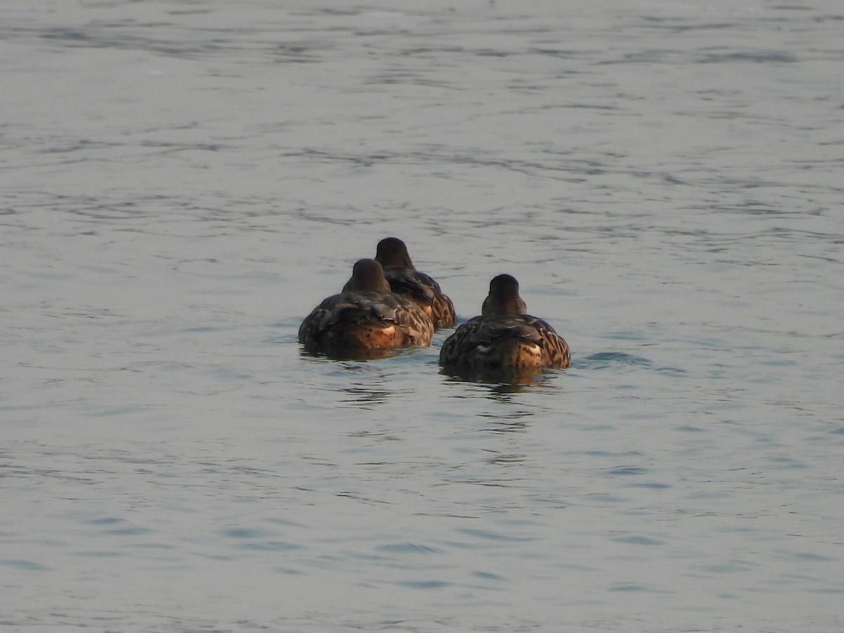 Green-winged Teal - ML641370751