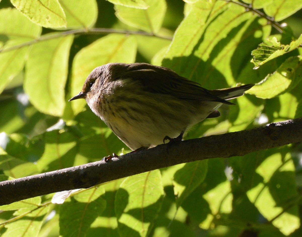 Cape May Warbler - ML641370753