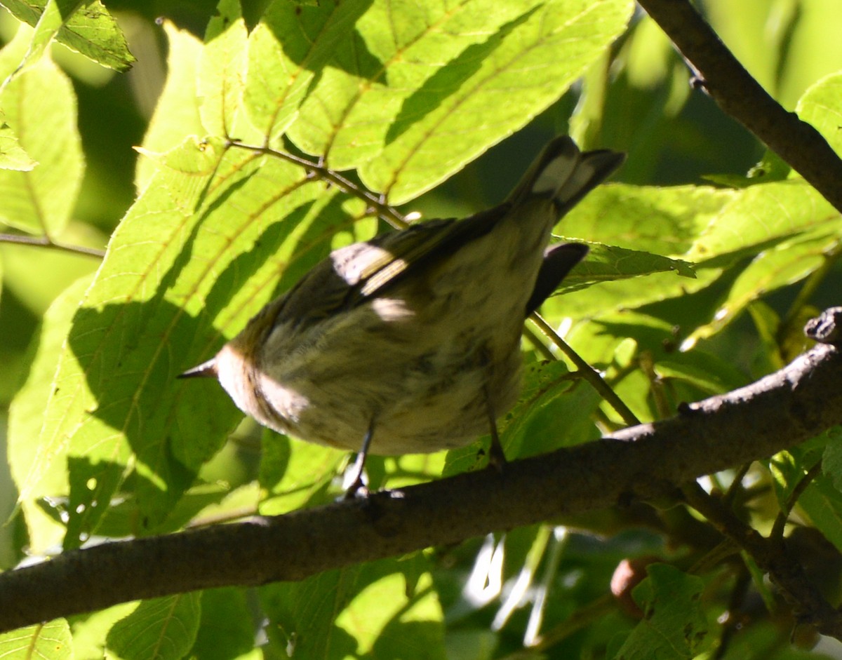 Cape May Warbler - ML641370760