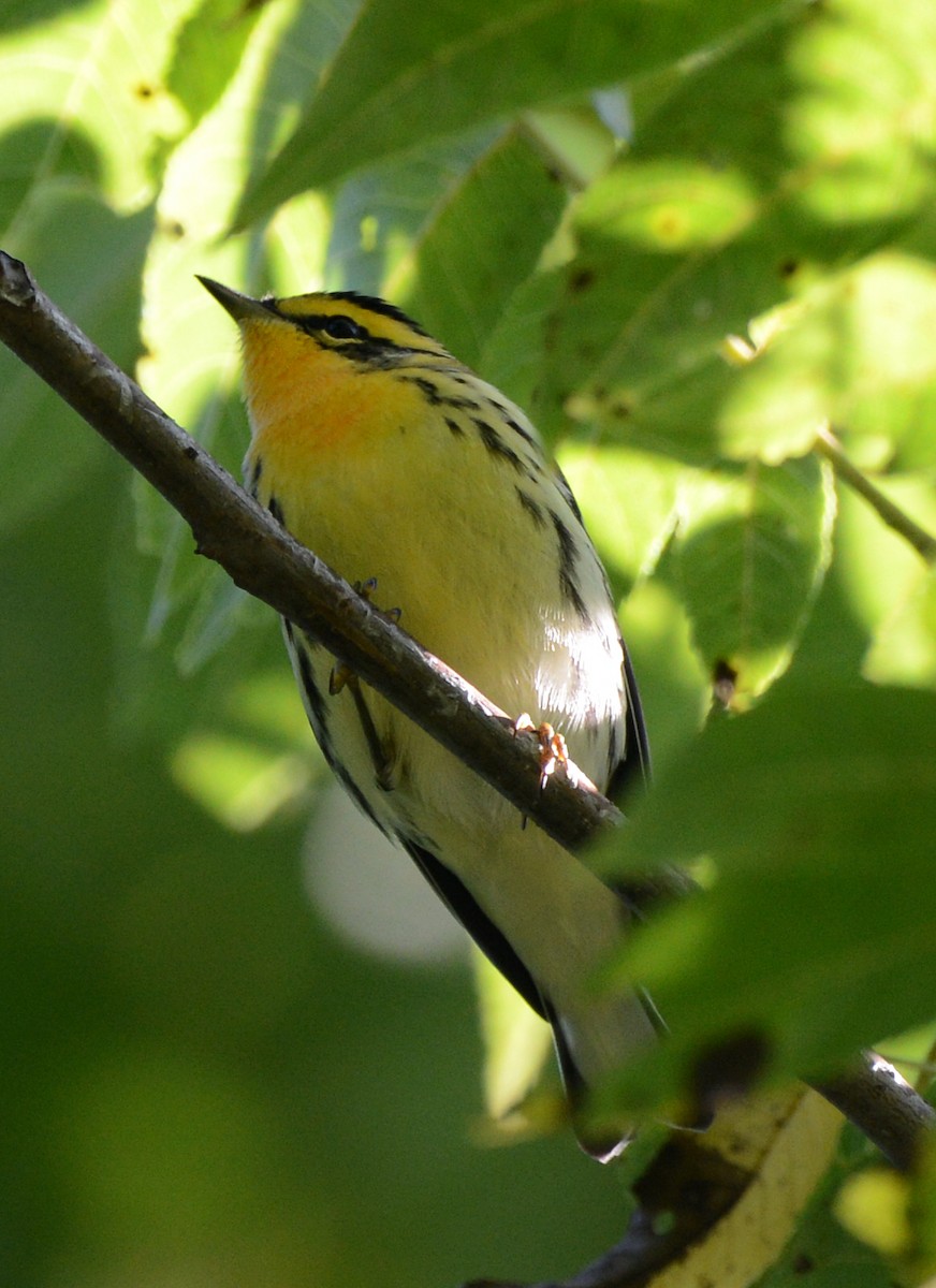 Blackburnian Warbler - ML641370766