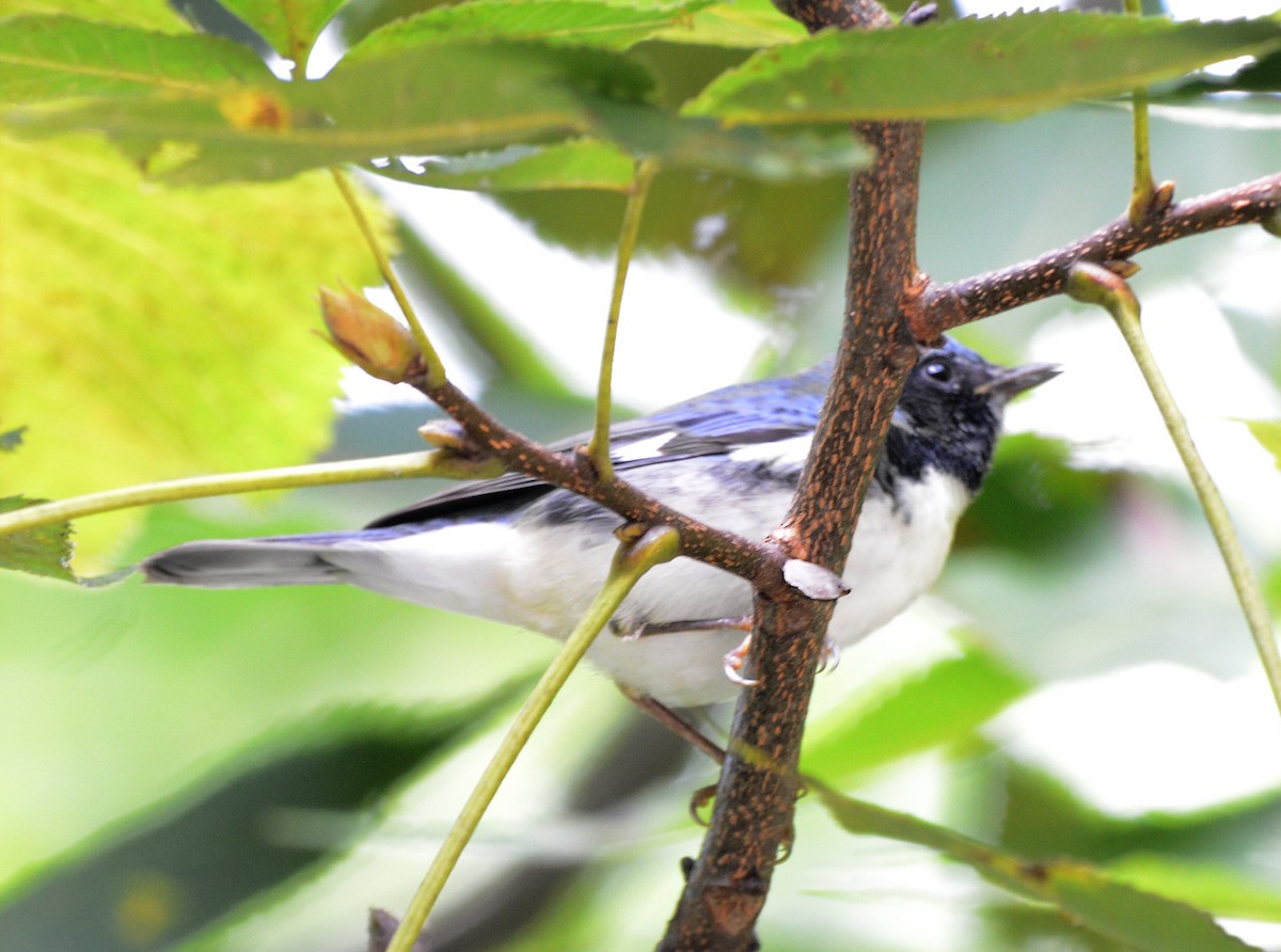 Black-throated Blue Warbler - ML641370772