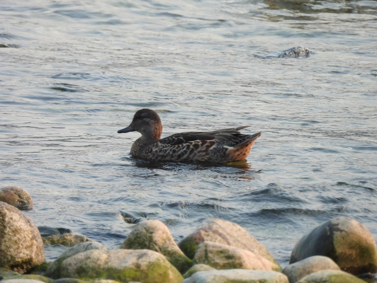 Green-winged Teal - ML641370784