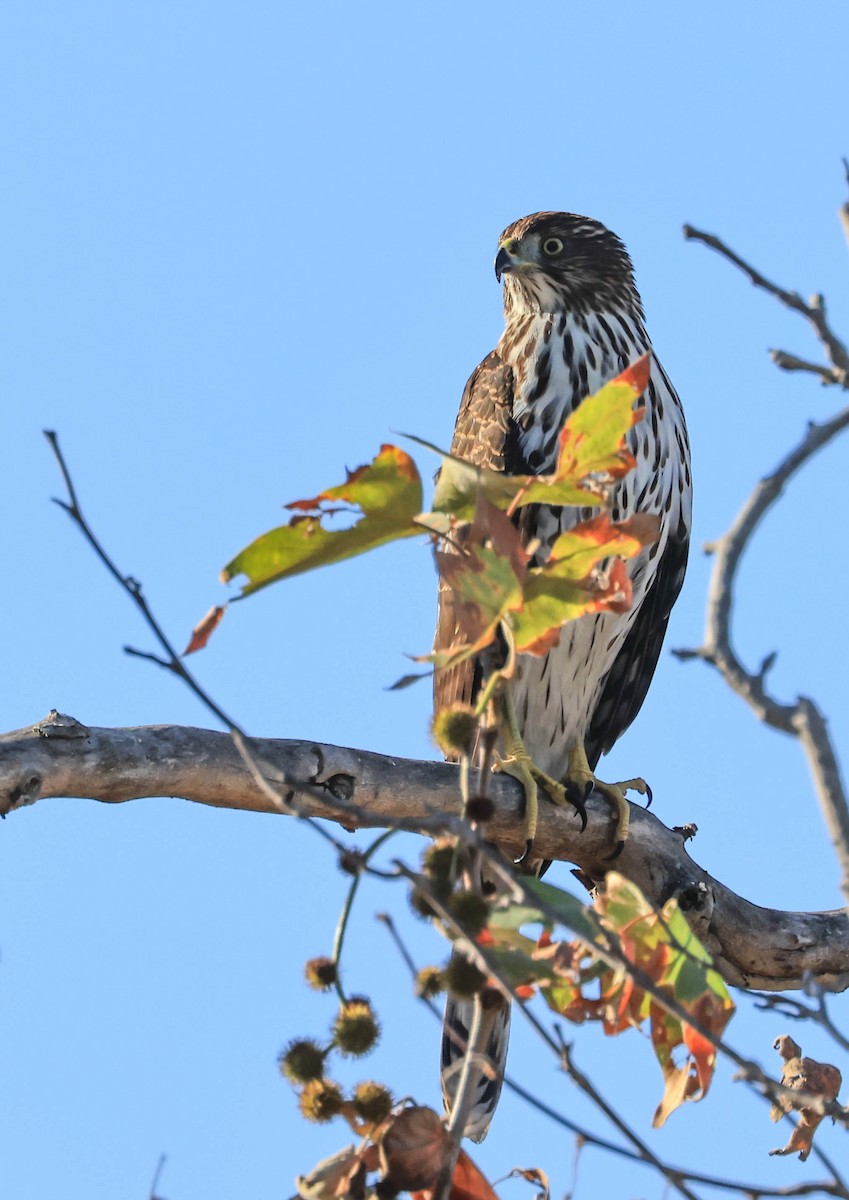 Cooper's Hawk - ML641370803