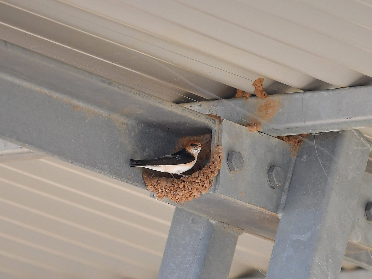 Fairy Martin - ML641370818