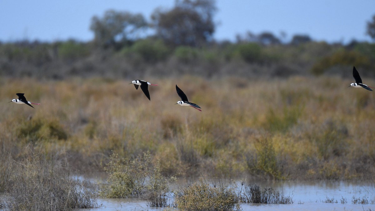 Pied Stilt - ML641370827
