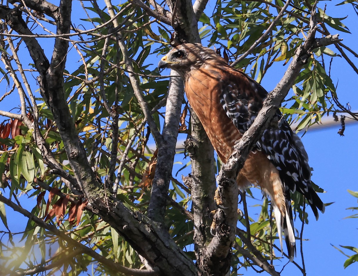 Red-shouldered Hawk - ML641370828