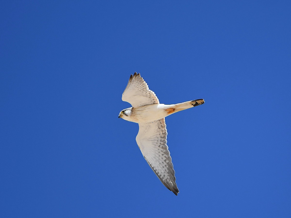 Nankeen Kestrel - ML641370842
