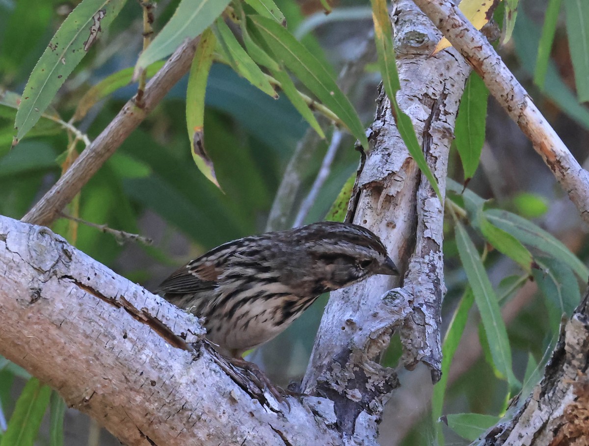Song Sparrow - ML641370848