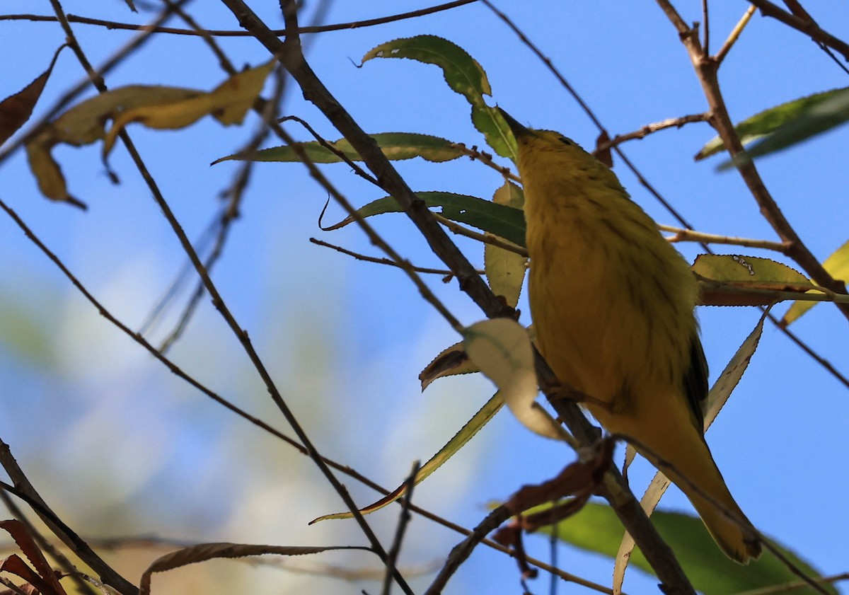 Yellow Warbler - ML641370852