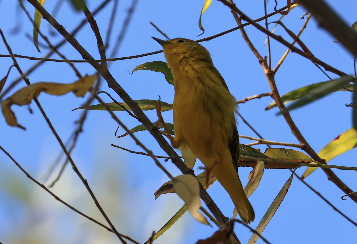 Yellow Warbler - ML641370853