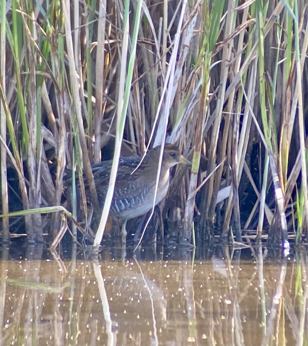 Sora - ML641370866