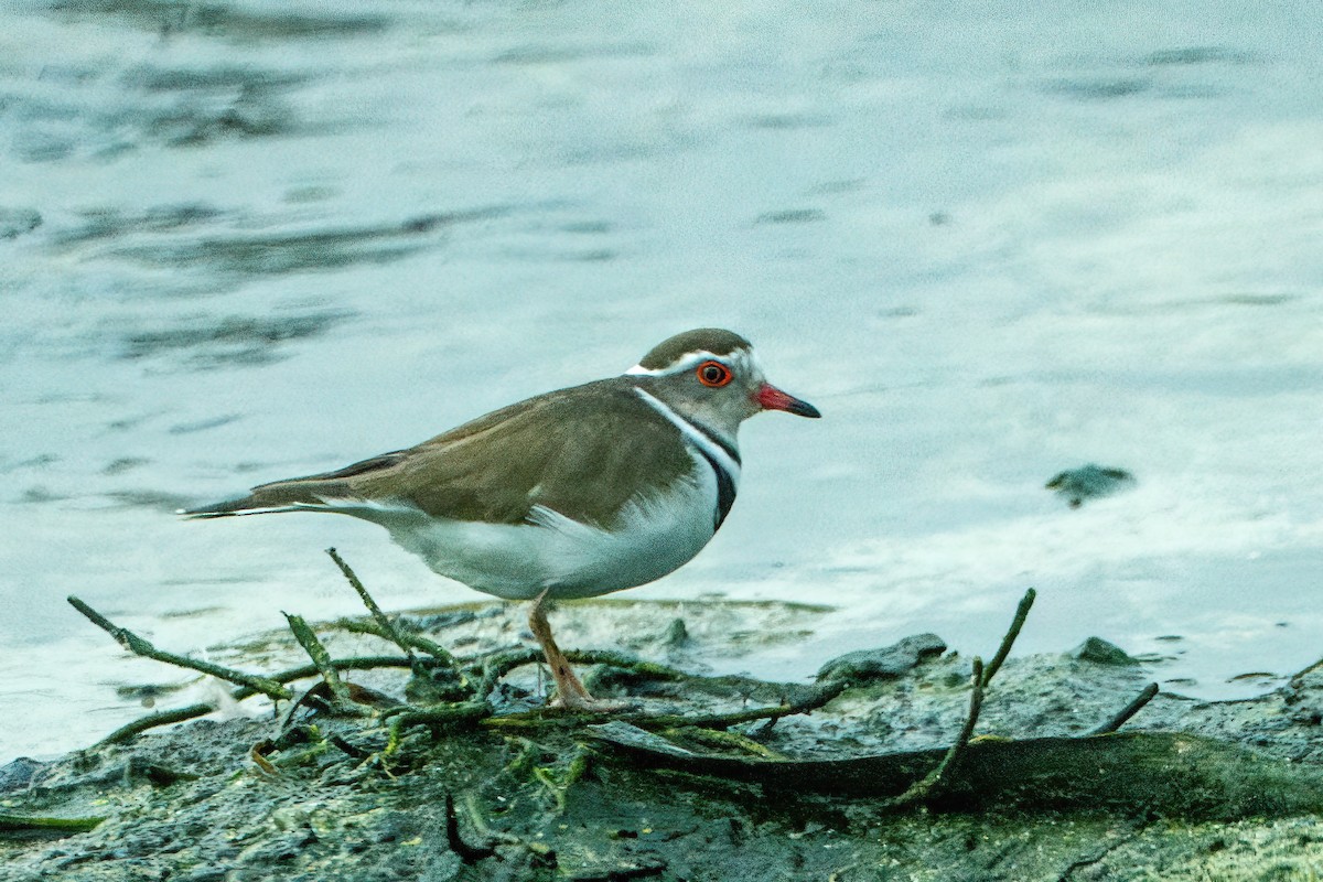 Chorlitejo Tricollar - ML641370869