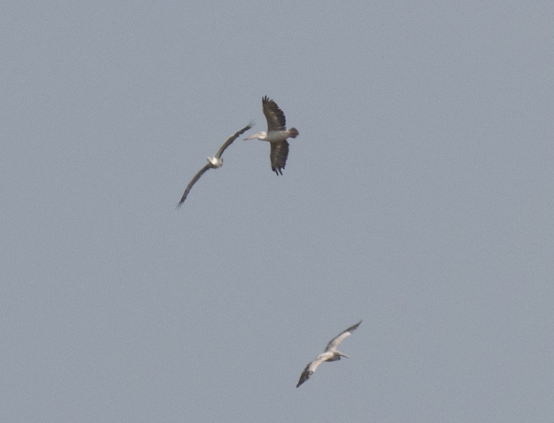 Pélican gris - ML641370873