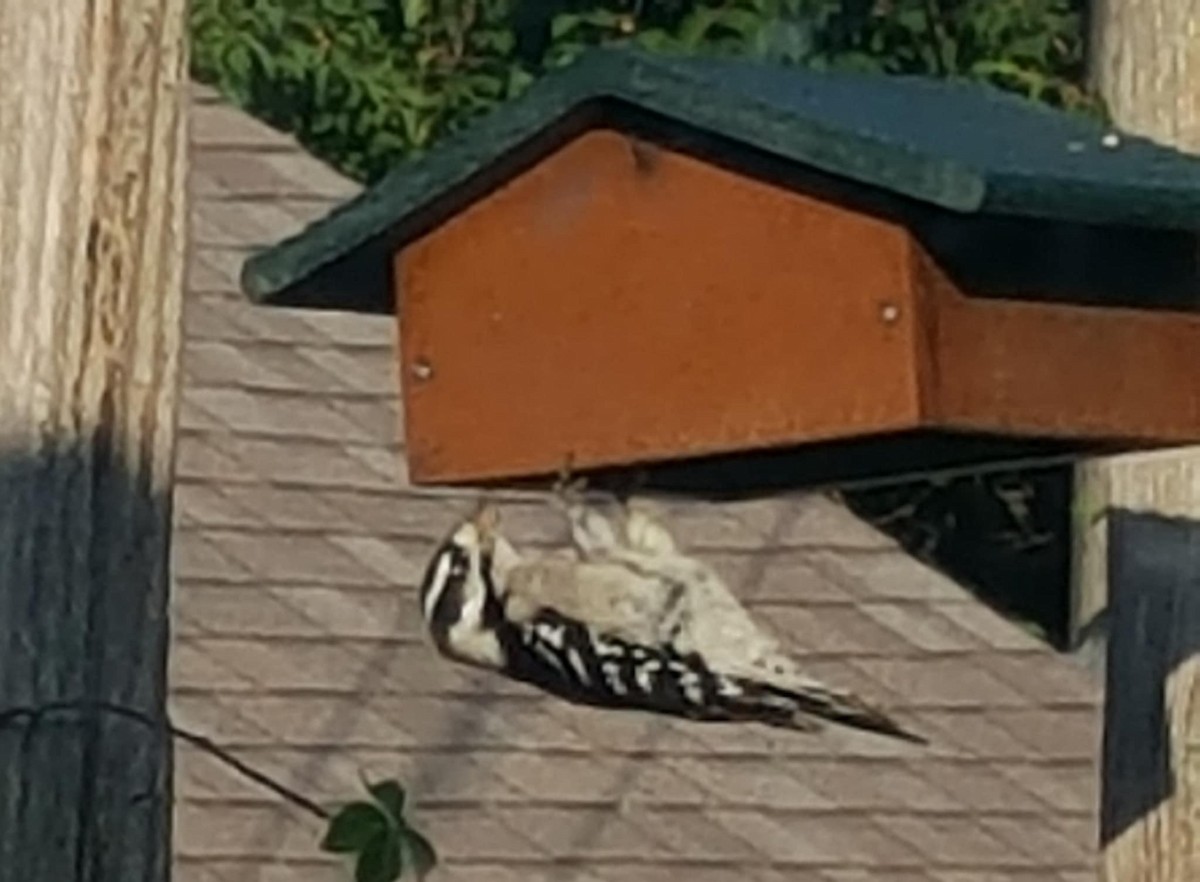 Дятел пухнастий - ML641370897