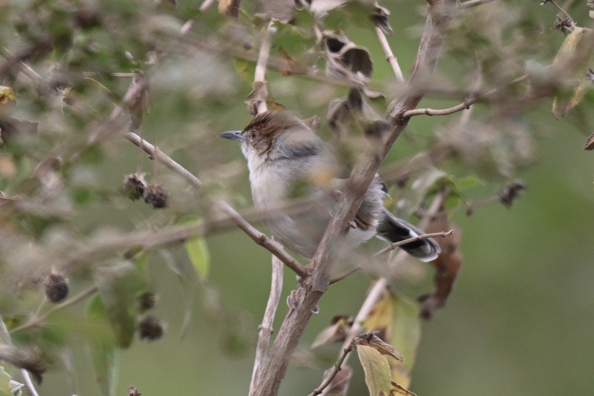 Singing Cisticola - ML641370936