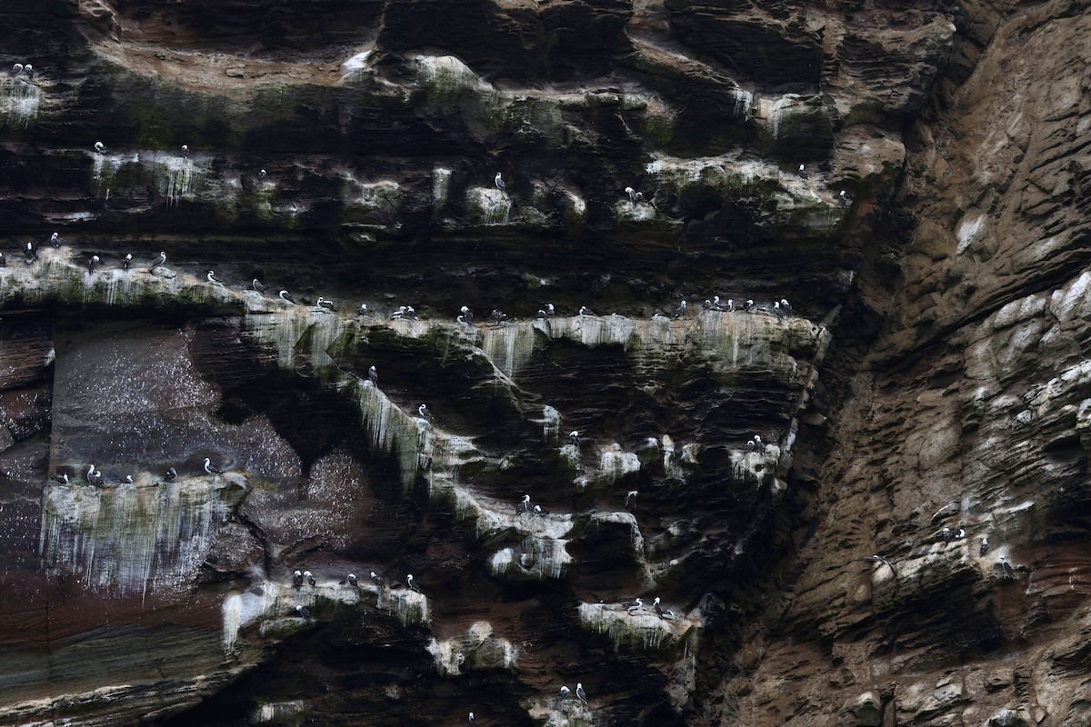 Peruvian Booby - ML641370943