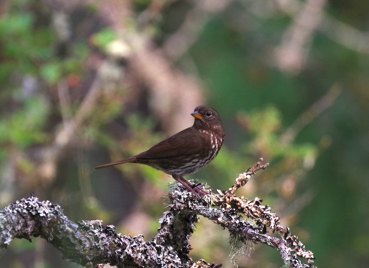 Fox Sparrow - ML641371075