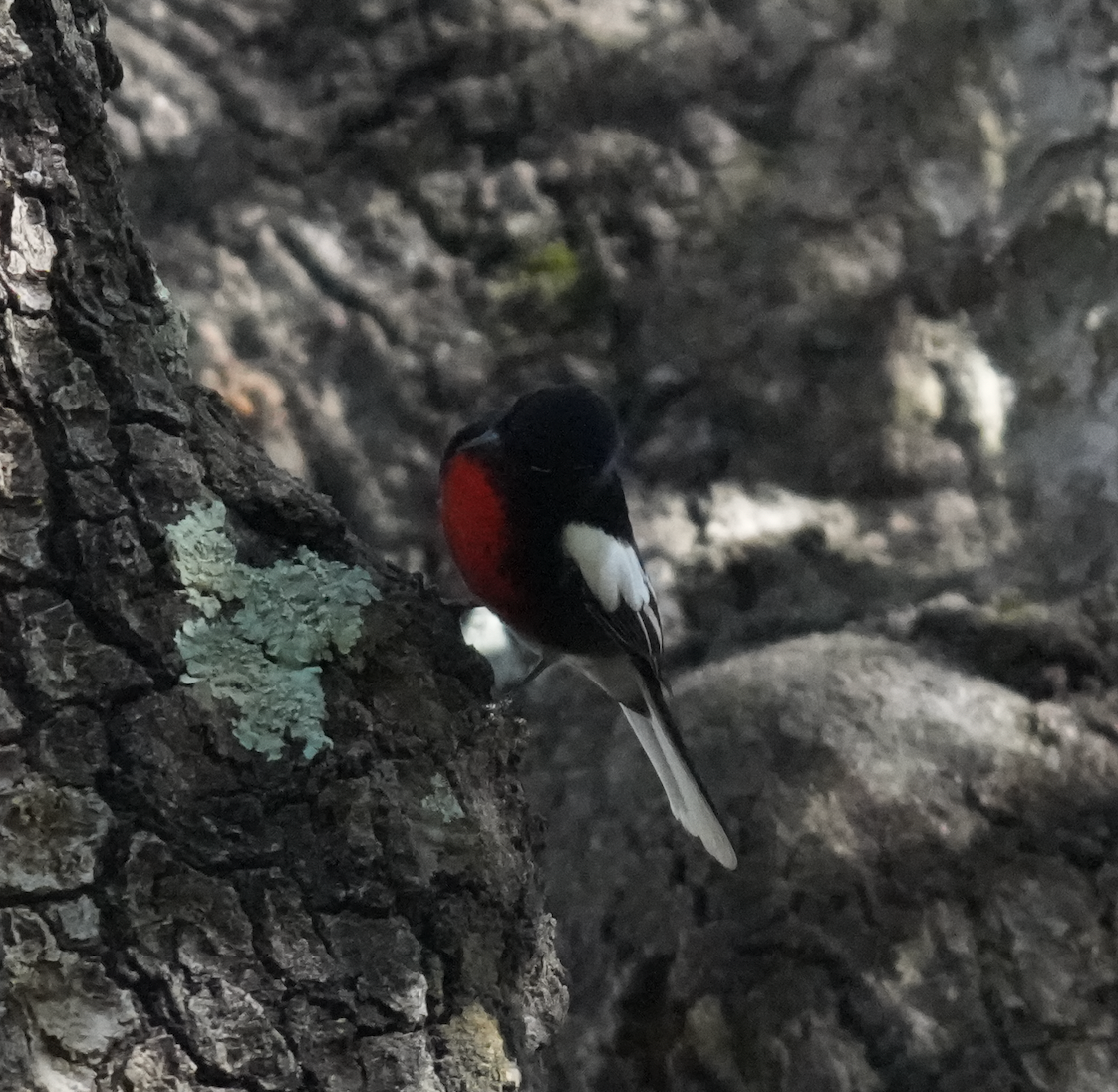 Painted Redstart - ML641371081