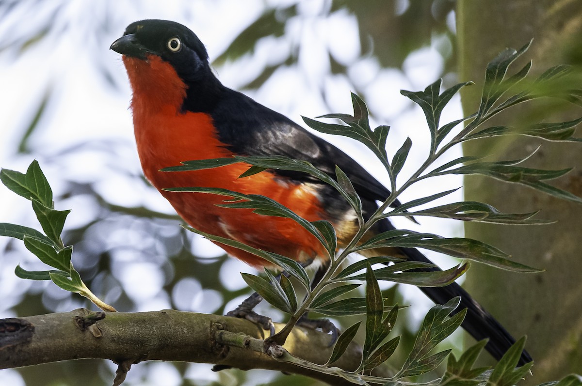Black-headed Gonolek - ML641371111